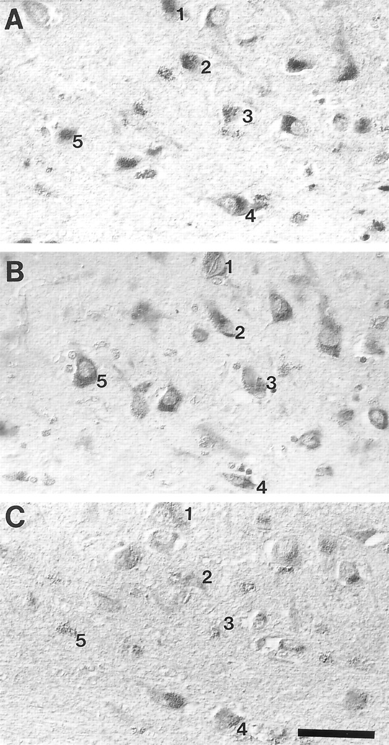 Fig. 7.