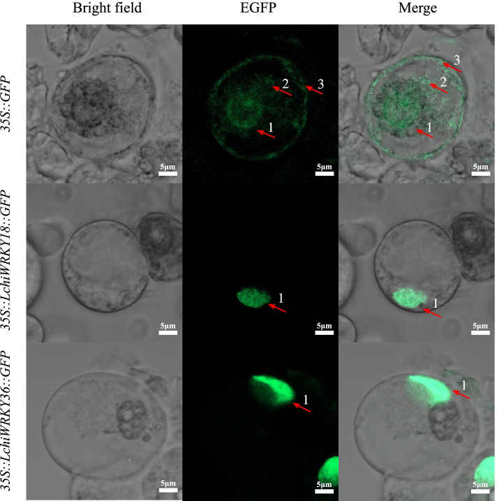 Fig. 14