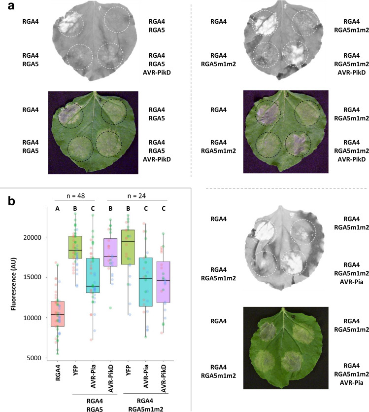 Fig. 7