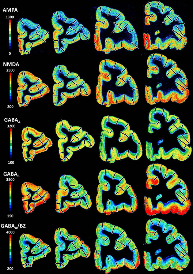 Figure 9—figure supplement 1.