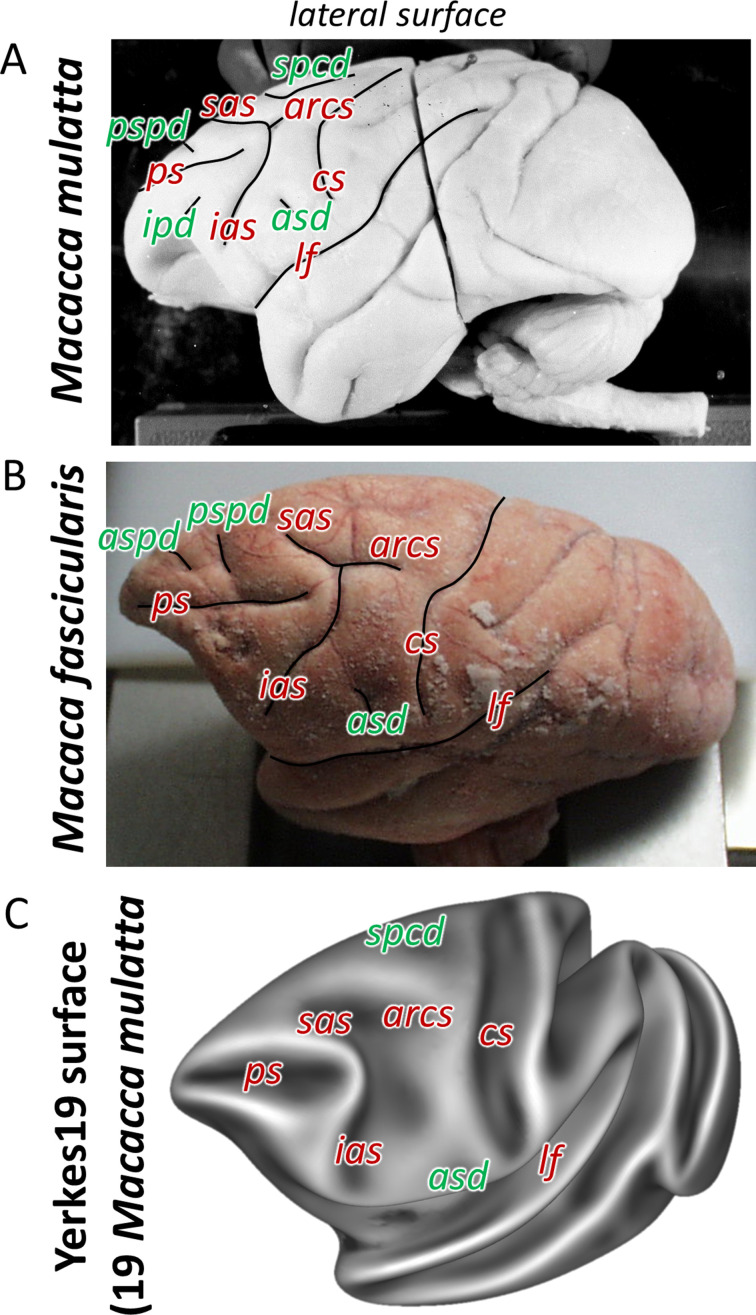 Figure 2—figure supplement 1.