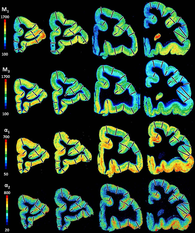 Figure 9—figure supplement 2.