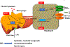 Figure 6: