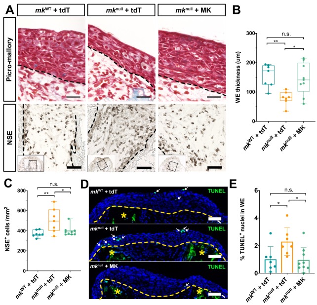 Figure 6—figure supplement 2.