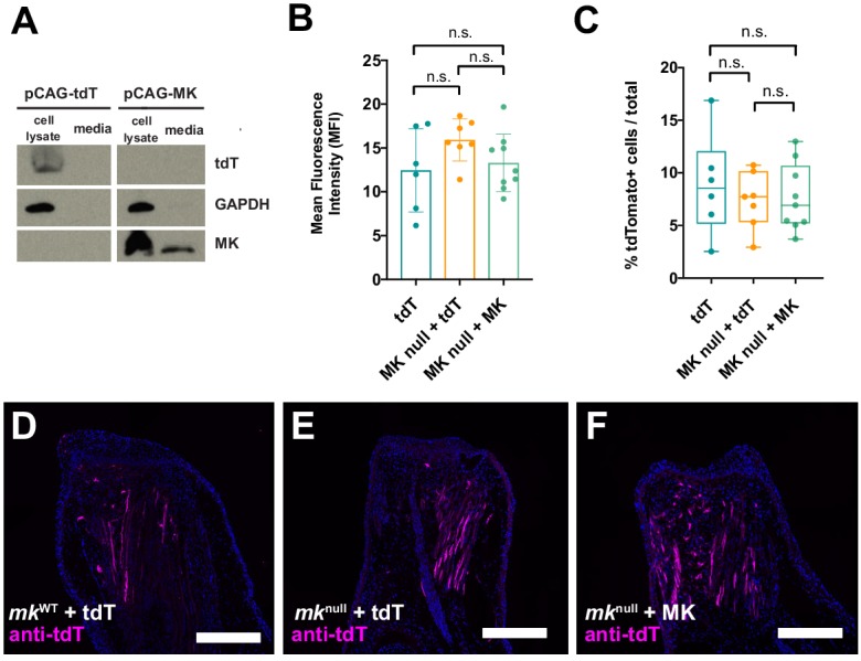 Figure 6—figure supplement 3.