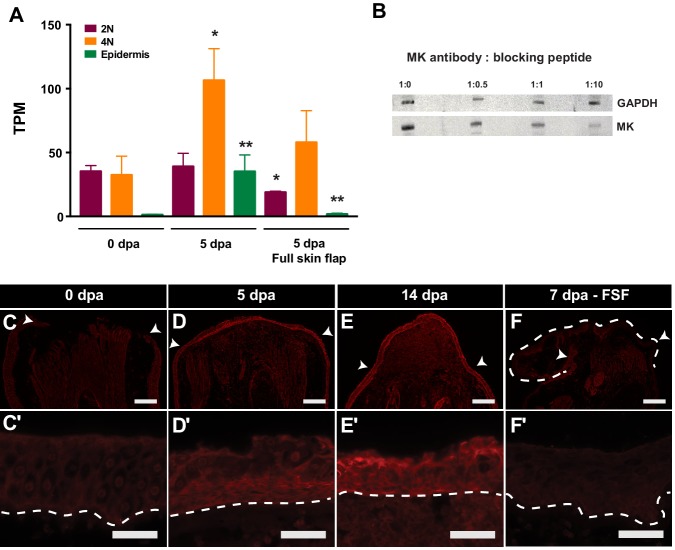 Figure 2—figure supplement 1.