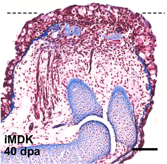 Figure 4—figure supplement 1.