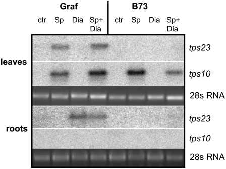 Figure 10.