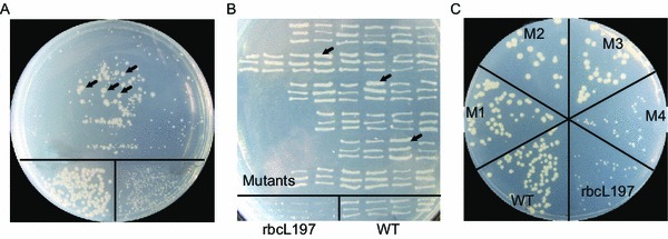 Figure 4