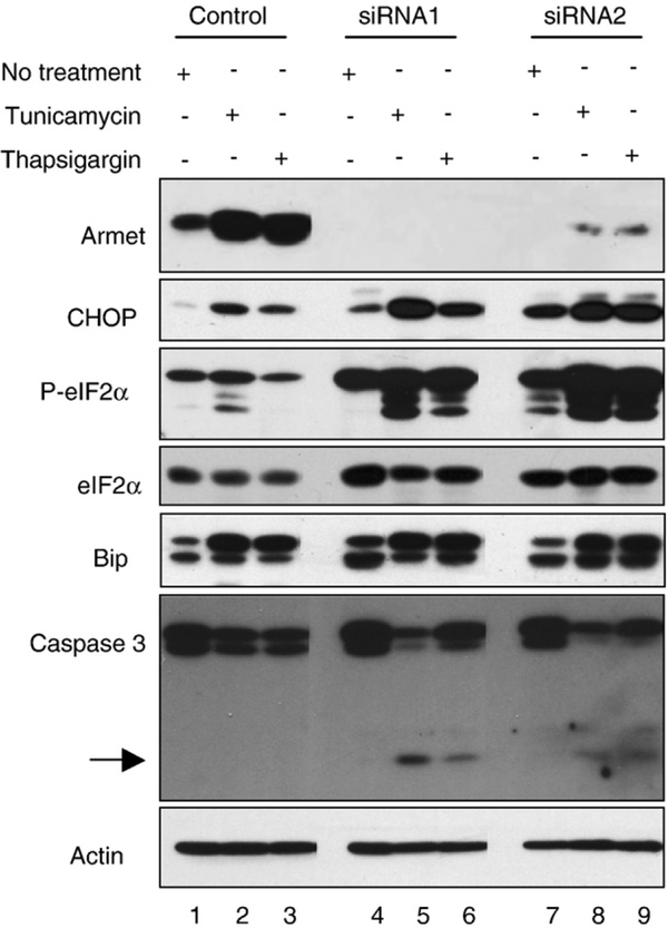 Fig. 7 –