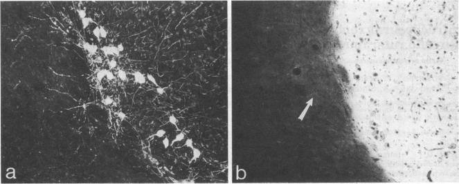 graphic file with name pnas00300-0511-a.jpg