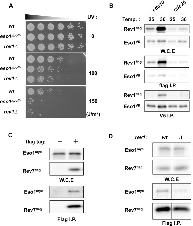 Fig 5