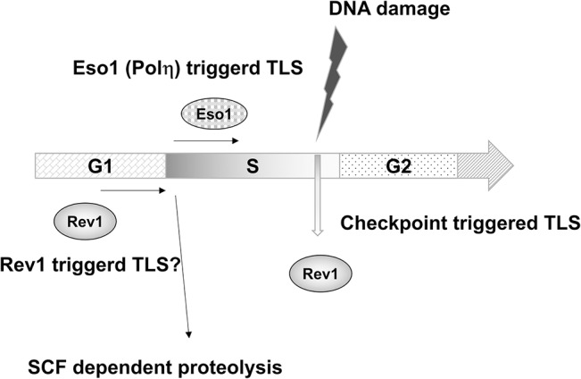 Fig 8