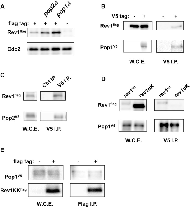 Fig 4