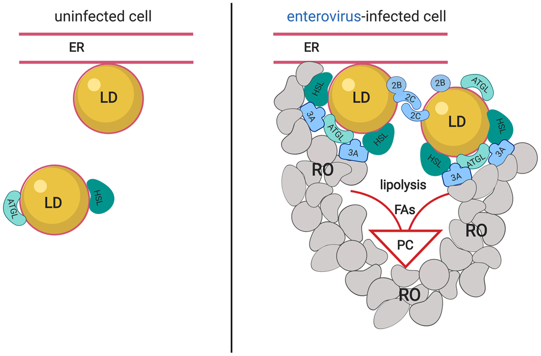 Enteroviruses engage lipid droplets to support the development of the replication organelles.