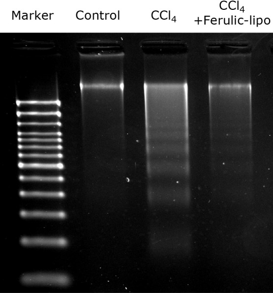 Fig. 8.