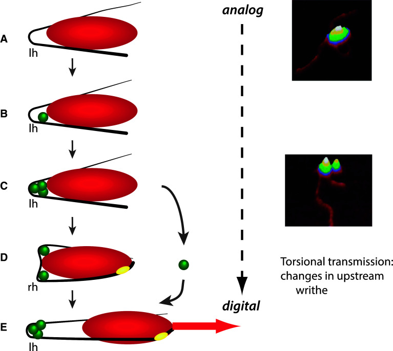 Fig. 2