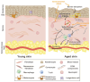 Figure 26