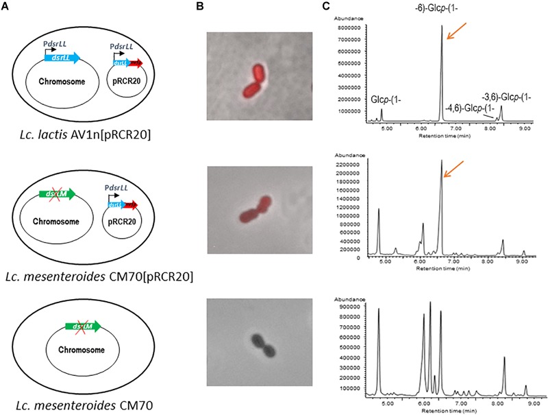 FIGURE 2