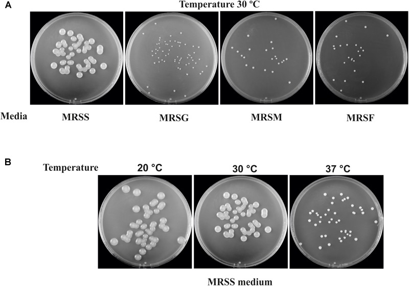 FIGURE 3