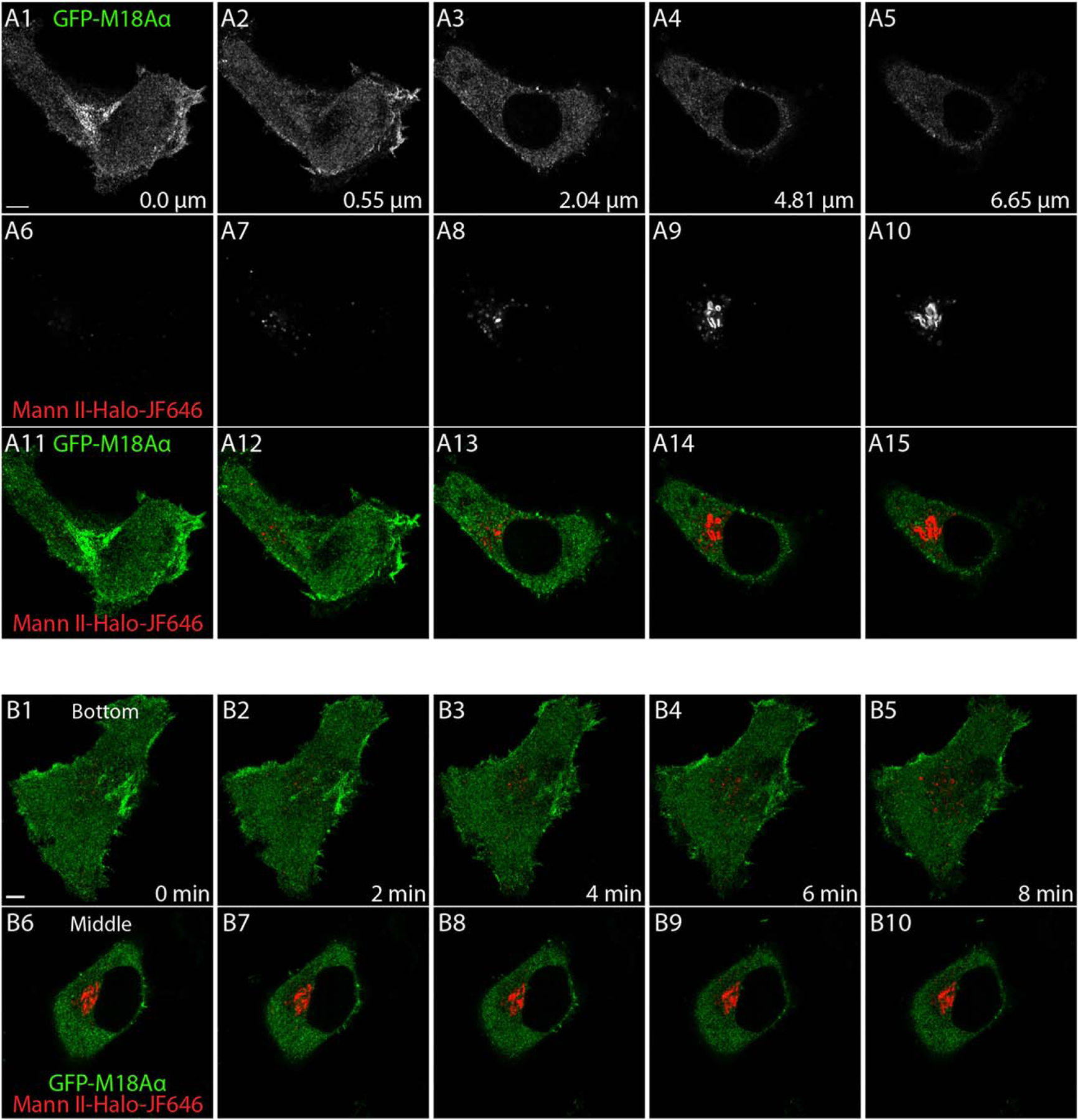 FIGURE 3