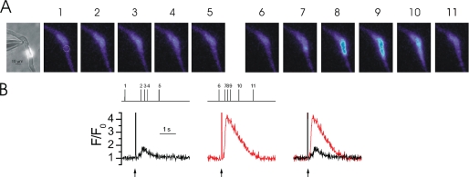 FIGURE 4.