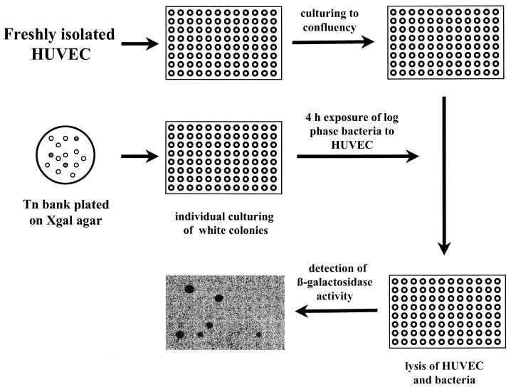 FIG. 1