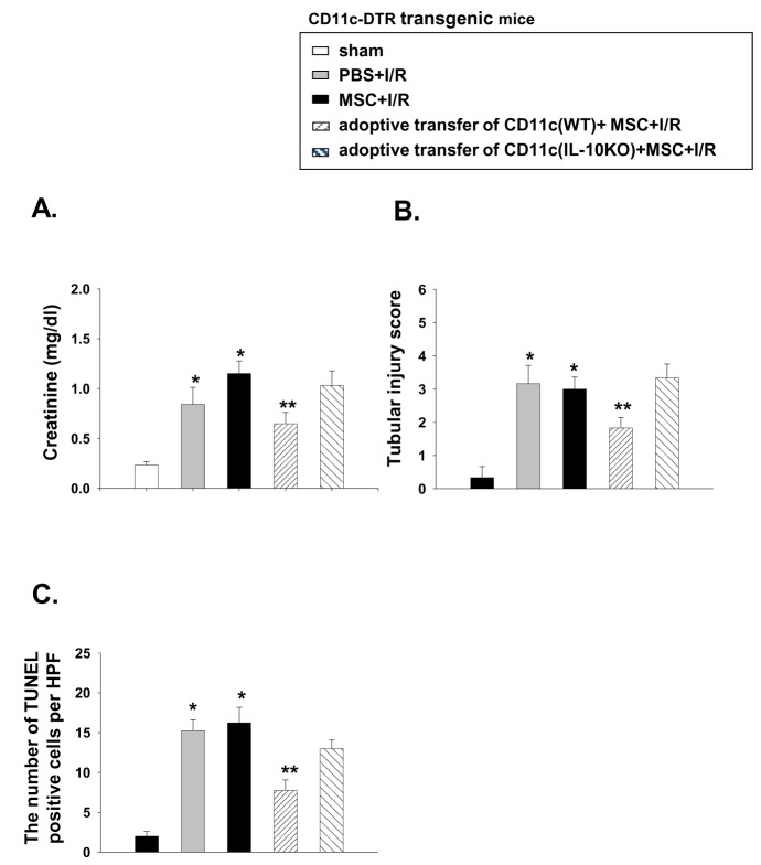 CD11c+ Cells Partially Mediate the Renoprotective Effect Induced by ...