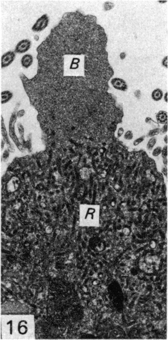 Fig. 16