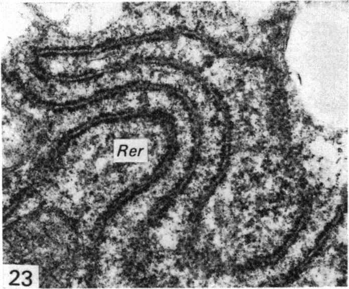 Fig. 23