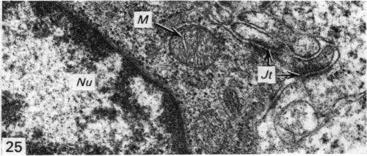 Fig. 25