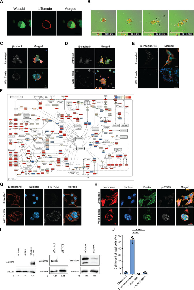 Figure 6—figure supplement 1.