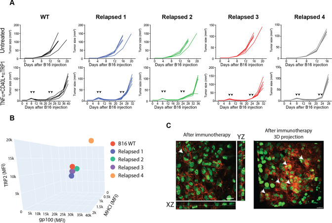 Figure 2—figure supplement 1.