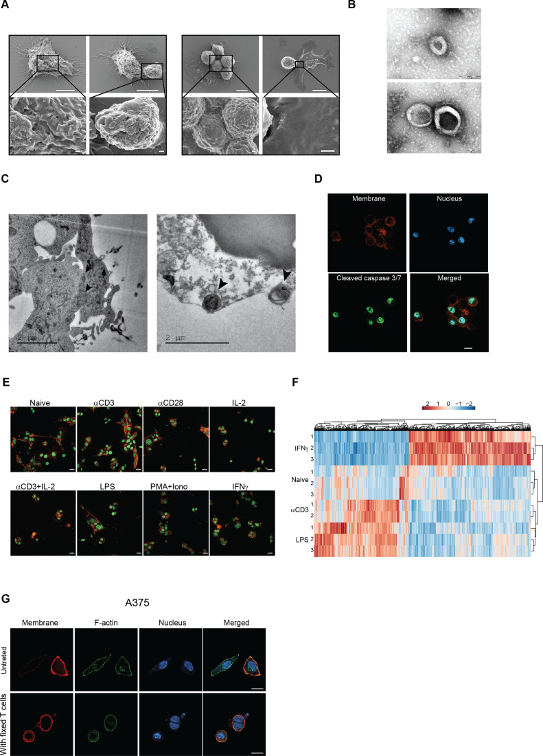 Figure 4—figure supplement 1.