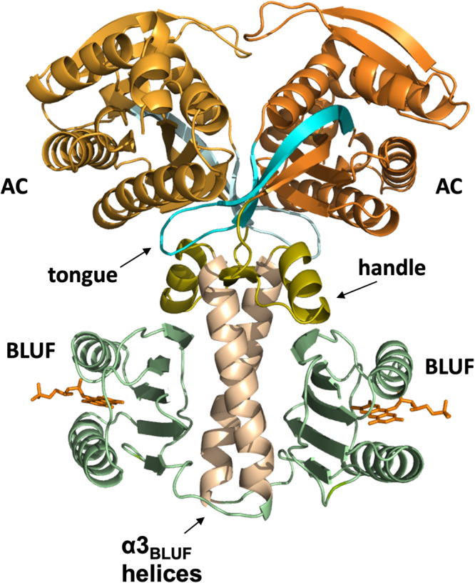 Fig. 1