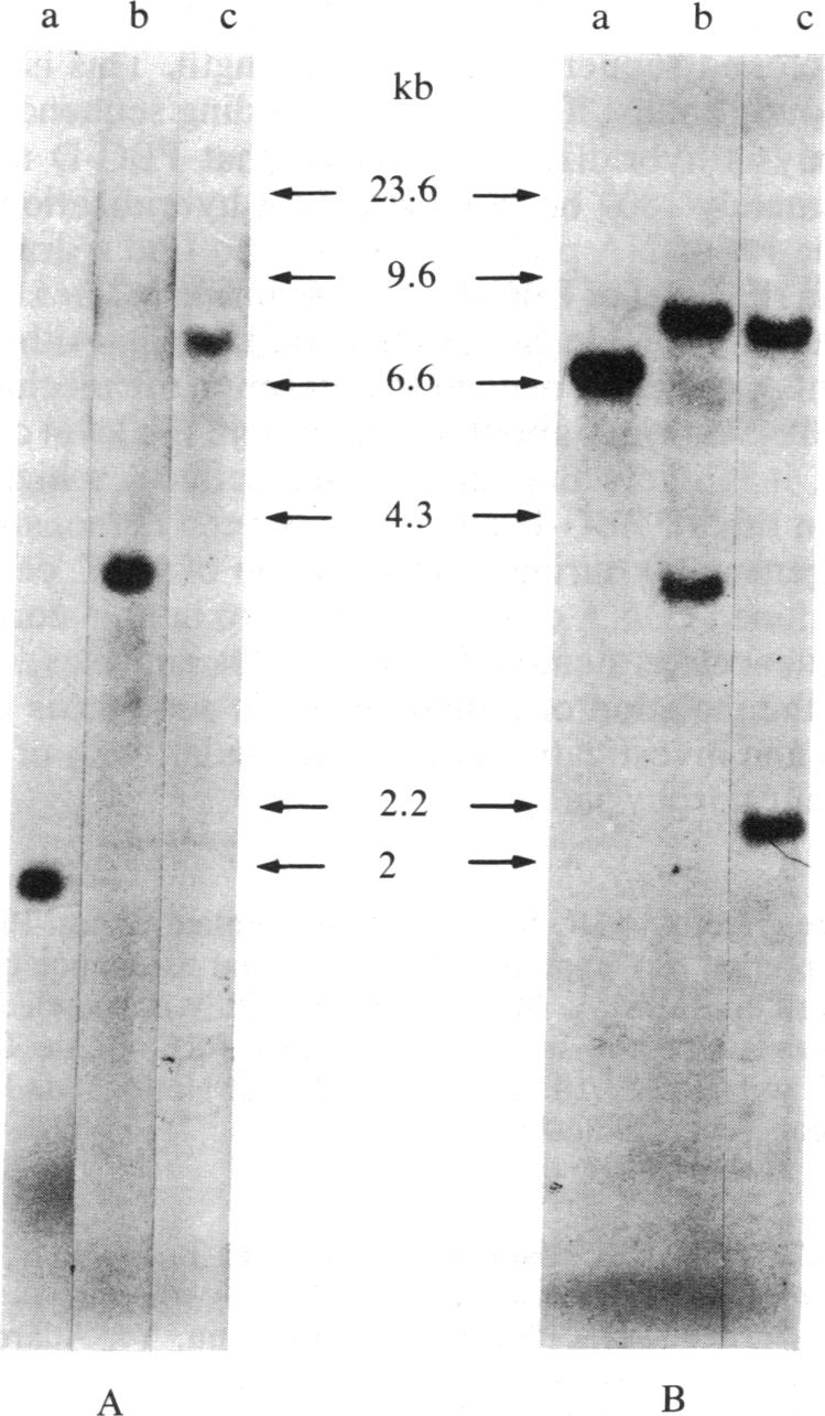 graphic file with name pnas00617-0039-a.jpg