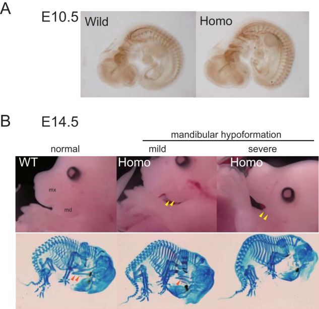 FIGURE 4.