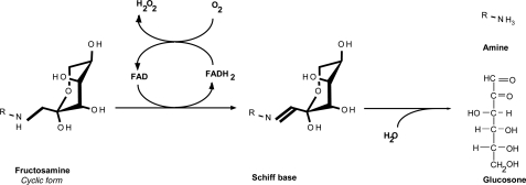 FIGURE 1.