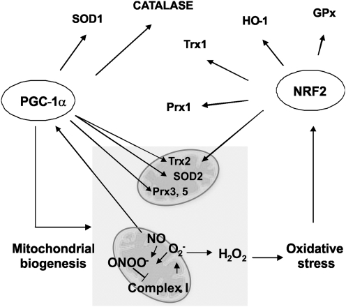 FIG. 11.