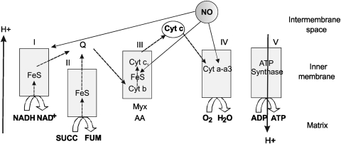 FIG. 1.