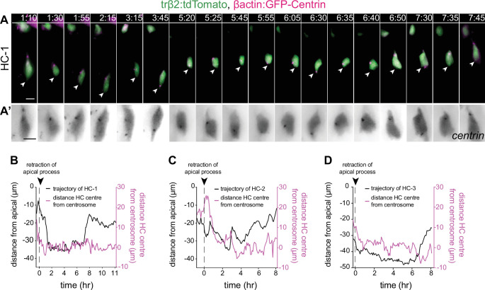 Figure 4—figure supplement 2.