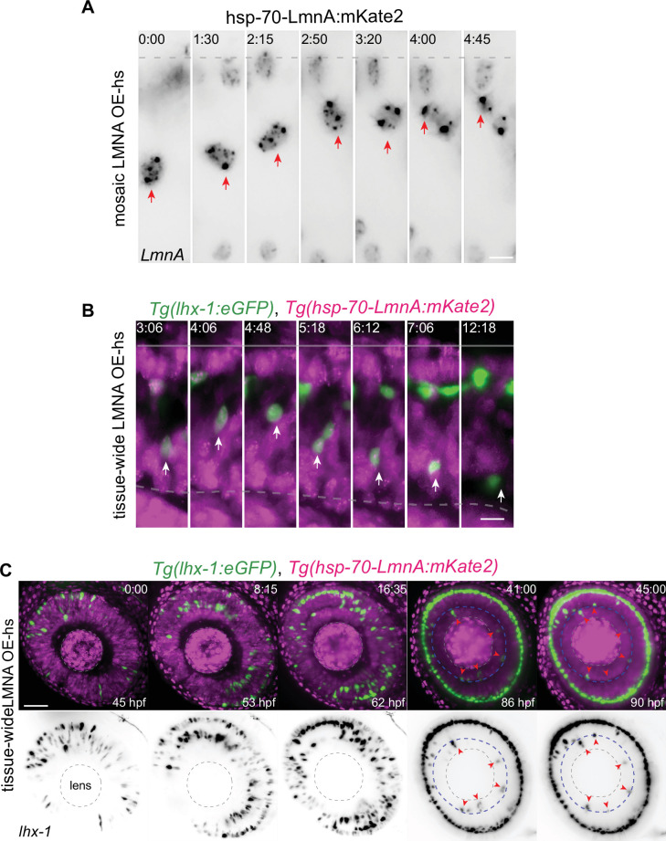 Figure 5—figure supplement 1.