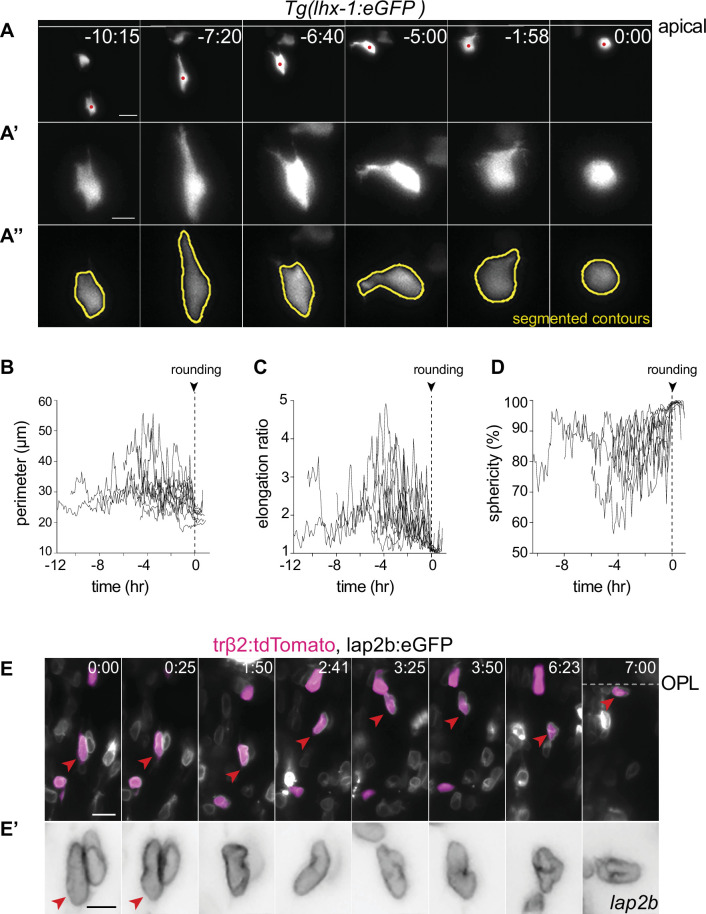 Figure 3—figure supplement 1.