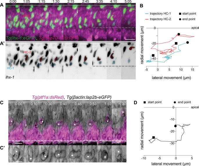 Figure 3—figure supplement 2.