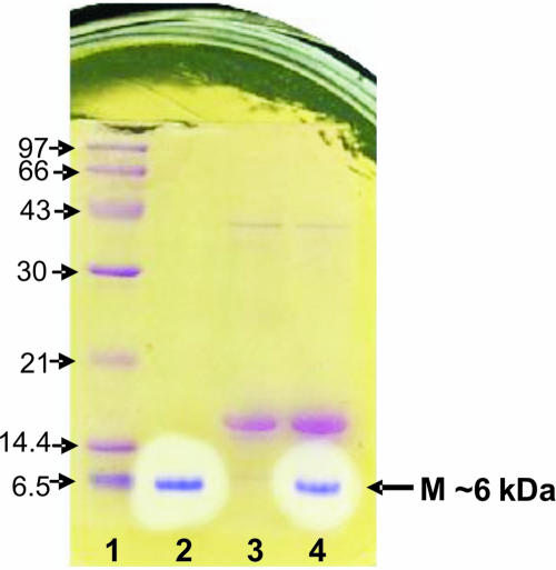 FIG. 1.