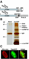 FIG. 1.