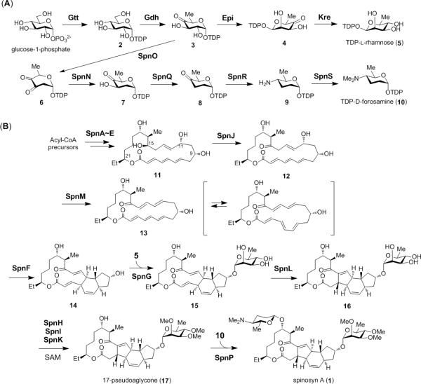 Scheme 1