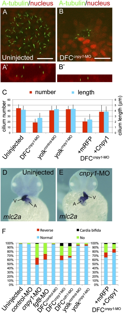 Fig. 2.