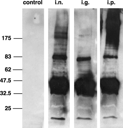 FIG. 5.