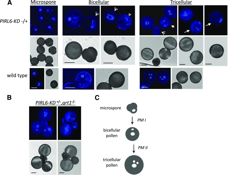 Figure 6.